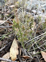 Galium andrewsii