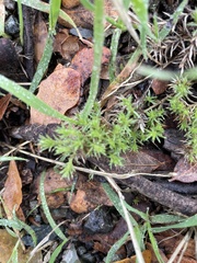Galium andrewsii