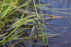 Somatochlora alpestris
