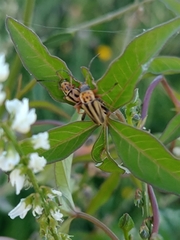 Chauliognathus scriptus