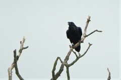 Corvus corax corax