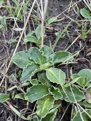 Primula clevelandii