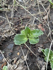 Primula clevelandii