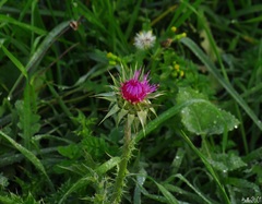 Silybum marianum
