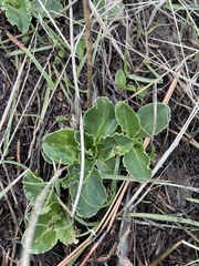 Primula clevelandii