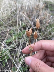 Primula clevelandii