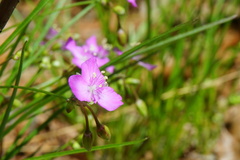 Callisia graminea