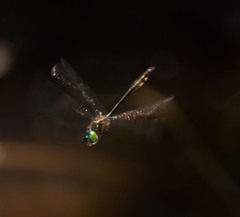 Hemicordulia continentalis