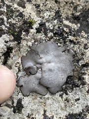 Dermatocarpon miniatum