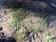 Isoetes appalachiana