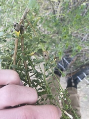 Gnorimoschema baccharisella