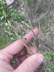 Gnorimoschema baccharisella