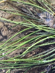 Isoetes appalachiana