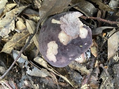 Russula azurea