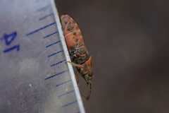 Arocatus melanocephalus