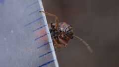 Arocatus melanocephalus