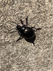 Timarcha tenebricosa