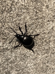 Timarcha tenebricosa