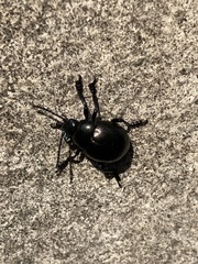 Timarcha tenebricosa