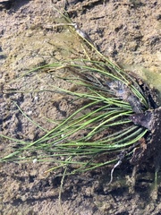 Isoetes appalachiana