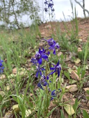Delphinium nuttallianum