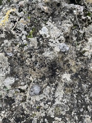 Dermatocarpon miniatum