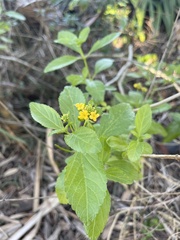 Lantana depressa