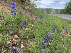 Delphinium nuttallianum