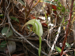 Pterostylis acuminata