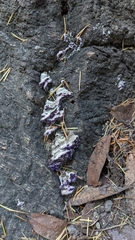 Punctularia atropurpurascens