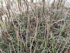 Plantago subulata