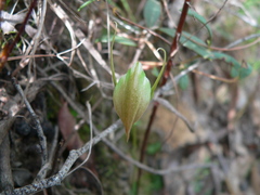 Pterostylis acuminata