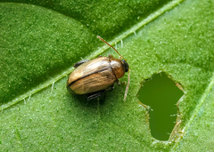 Psylliodes affinis