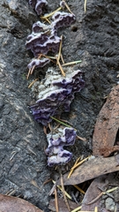 Punctularia atropurpurascens