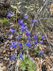 Delphinium nuttallianum