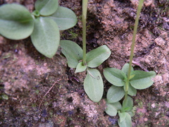 Pterostylis acuminata