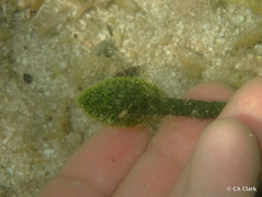 Penicillus dumetosus