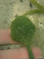 Penicillus dumetosus