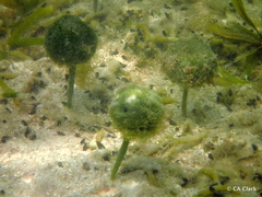Penicillus dumetosus