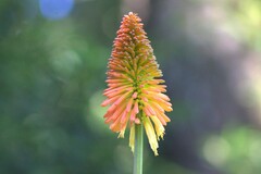 Kniphofia uvaria