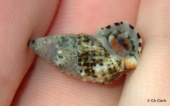 Cerithium litteratum
