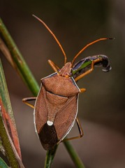 Poecilometis eximius