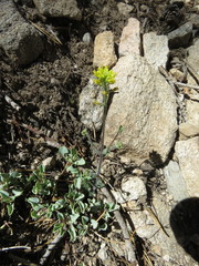 Draba corrugata