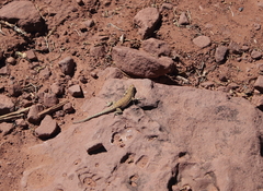 Uta stansburiana uniformis