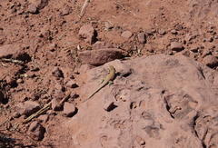 Uta stansburiana uniformis