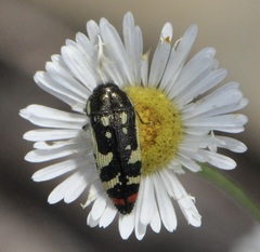 Acmaeodera amabilis