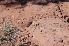 Uta stansburiana uniformis