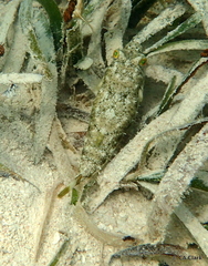 Sphoeroides spengleri