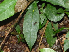 Odontocheila