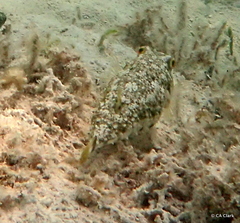 Sphoeroides spengleri